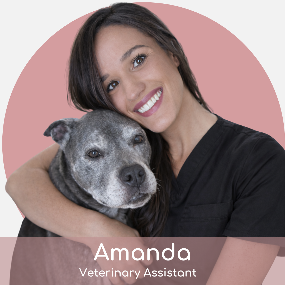 Amanda A smiling woman in black scrubs hugs a gray dog in front of a pink background. The text below reads "Amanda, Veterinary Assistant.