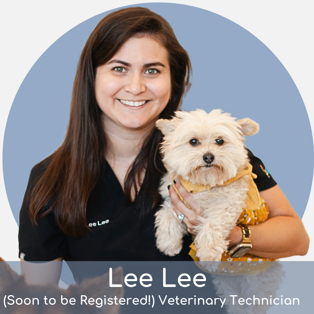 Lee Lee A woman with long brown hair in black scrubs smiles at the camera while holding a small, fluffy white dog wearing a yellow outfit. Text below reads: “Lee Lee (Soon to be Registered!) Veterinary Technician.”.