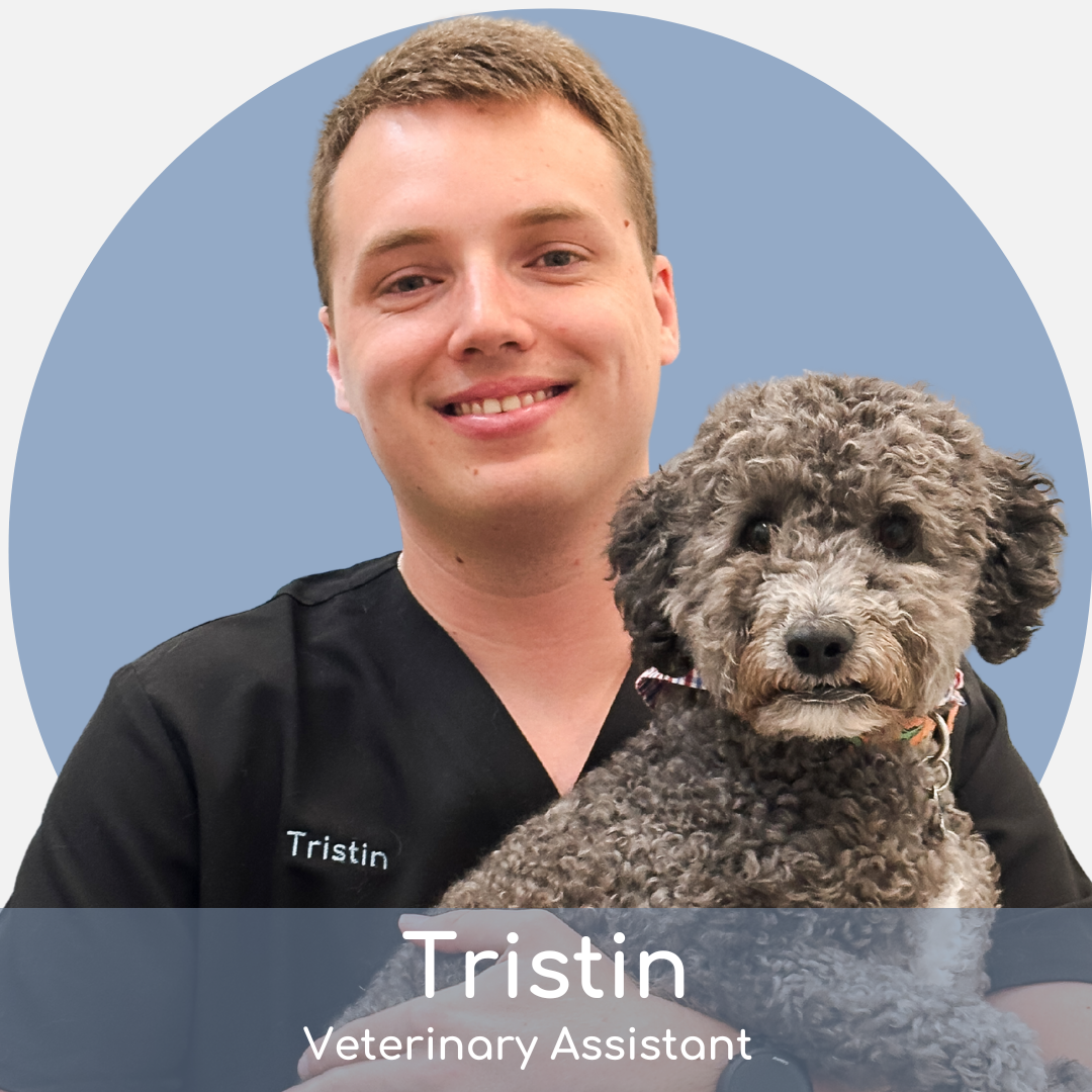 Tristin A smiling veterinary assistant in black scrubs, named Tristin, holds a curly-haired gray dog. A blue circle is in the background, and text at the bottom reads "Tristin, Veterinary Assistant.
