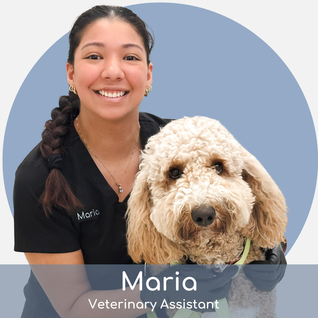 maria A smiling woman in black scrubs, name tag "Maria," poses with a fluffy cream-colored dog against a blue circle background. Text below reads: "Maria, Veterinary Assistant.