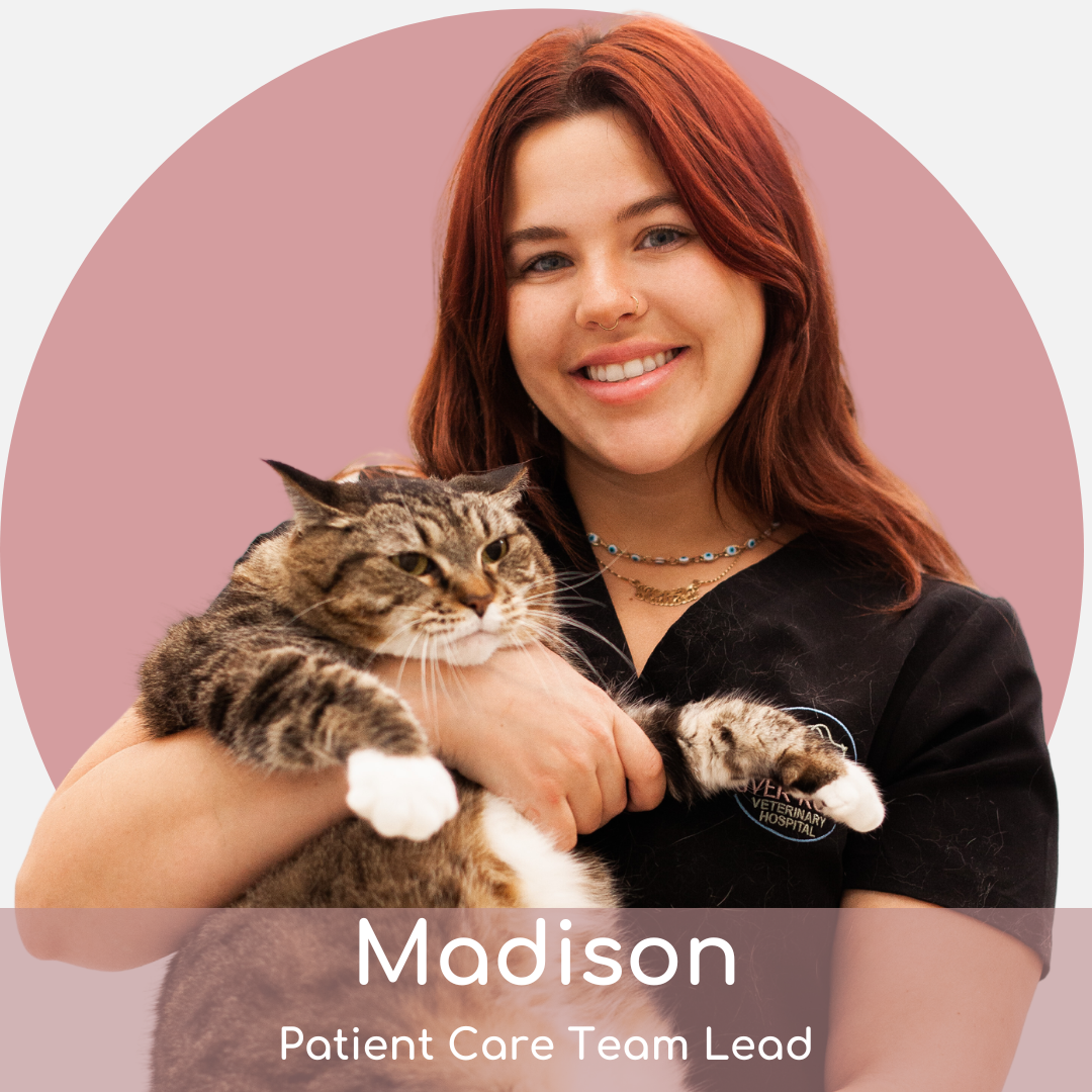 mu A woman with long, reddish-brown hair wearing black scrubs smiles while holding a large tabby cat. The text overlay reads: "Madison, Patient Care Team Lead.