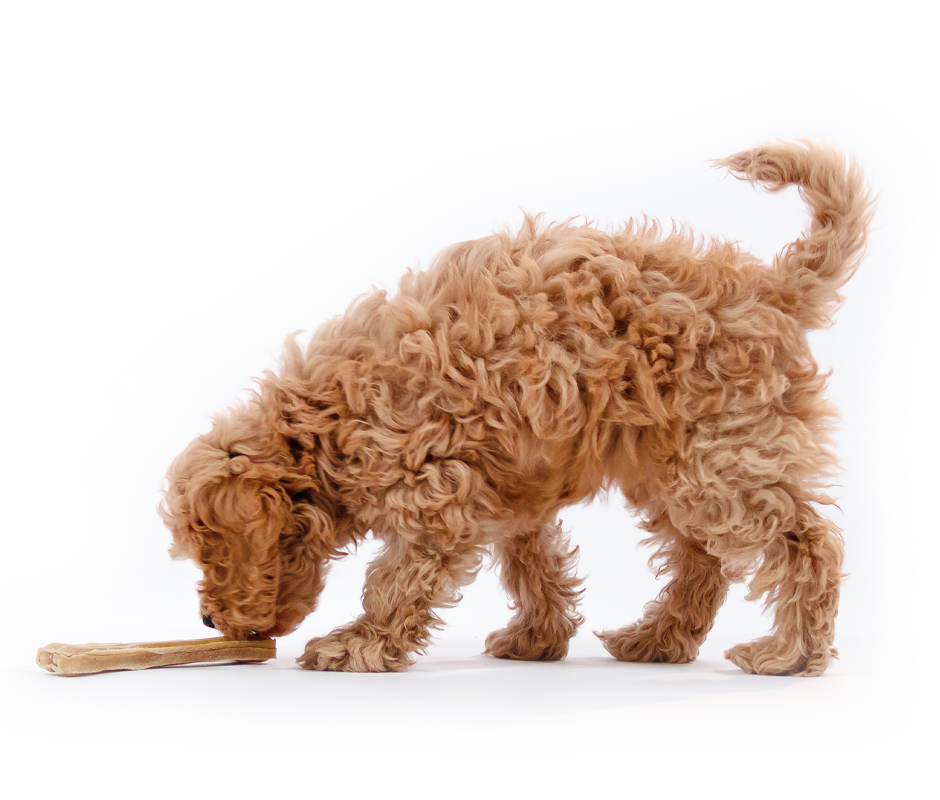 A fluffy golden doodle puppy with curly fur sniffs a small bone treat on a white background, tail curled upward.