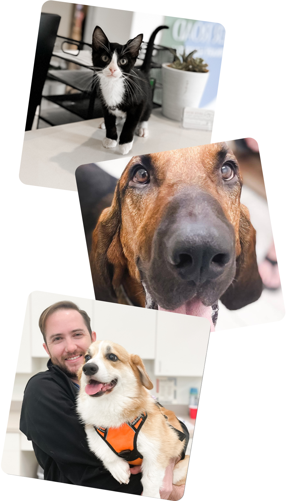 Three pictures of a cat, dog, and a man holding a dog